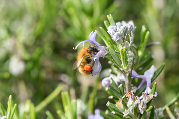 Primer plano de un abejorro alimentandose en las flores de romero