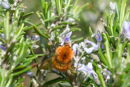 Detalle de la polinizacion del romero a taves de un abejorro