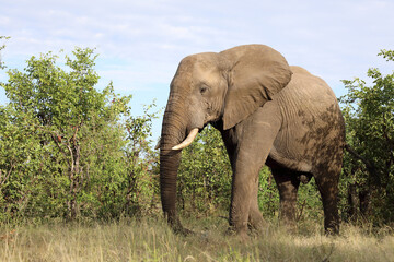 Fototapeta premium Afrikanischer Elefant / African elephant / Loxodonta africana