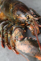 One raw lobster on grey textured table, closeup
