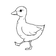 a black and white drawing of a cute cartoon duckling for coloring page