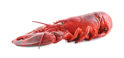 One tasty boiled lobster isolated on white