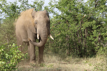 Afrikanischer Elefant / African elephant / Loxodonta africana
