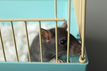 One adorable little rat in cage, closeup