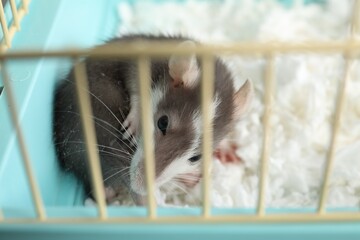One adorable little rat in cage. Cute pet