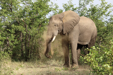 Afrikanischer Elefant / African elephant / Loxodonta africana
