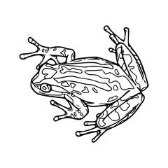 a black and white drawing of a green frog for coloring pages