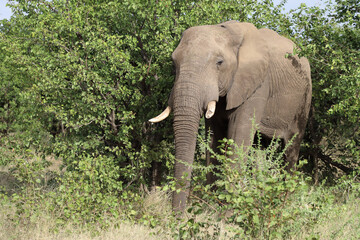 Afrikanischer Elefant / African elephant / Loxodonta africana