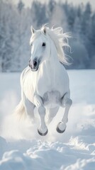 Galloping white horse through a snowy landscape during winter afternoon