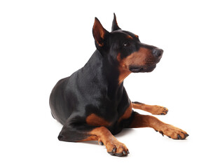 Adorable Doberman on white background. Domestic pet
