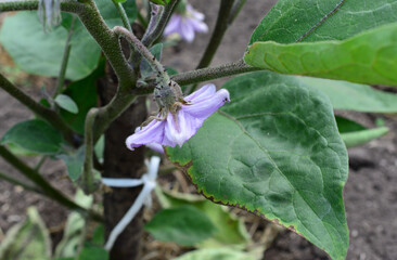 Eggplant Blossom Close-Up on the plant