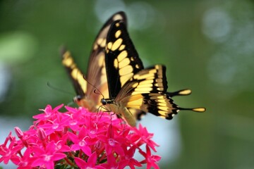 Schmetterling