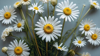 Fototapeta premium Fresh White Daisies Bundle on Soft Background Ideal for Floral Designs and Copy Space for Text or Creative Use