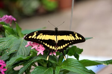 Schmetterling