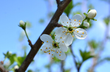 a close up of cherry flower on the twig Spring Blossoms blue sky