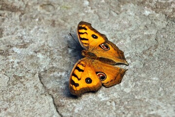 Schmetterling