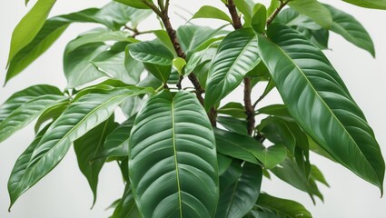 Close up of vibrant green leaves of Aglaonema plant showcasing its lush foliage isolated on a clean white background.
