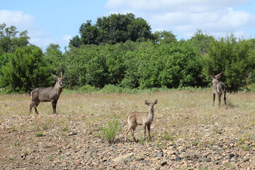 Naklejka premium Wasserbock / Waterbuck / Kobus ellipsiprymnus..