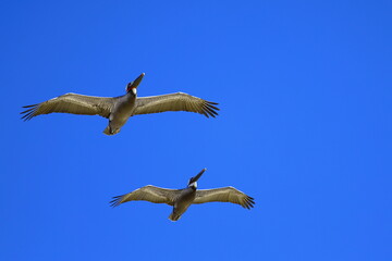 Pelícano pardo volando