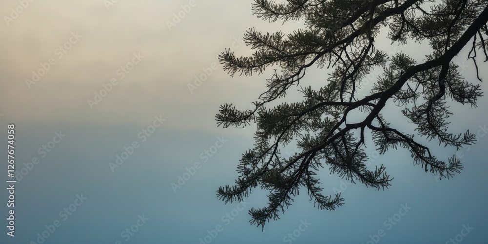 Poster casuarina tree branch silhouette against soft gradient sky background with space for text or design 