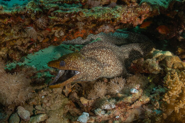 Moray eel Mooray lycodontis undulatus in the Red Sea, Eilat Israel

