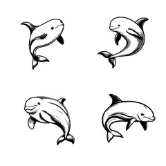 Naklejka premium Vaquita