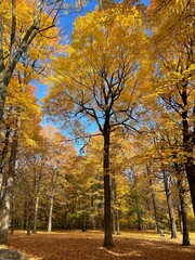 Autumn maple leaves in sunlight