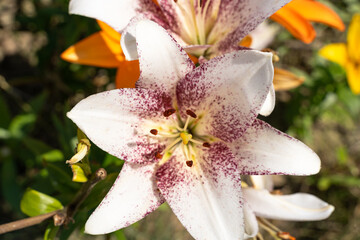 White lily flower in summer 