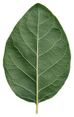 Obraz premium Detailed Green Leaf with Visible Veins and Speckled Texture Isolated on Transparent Background