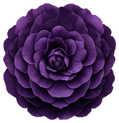 Obraz premium Detailed Purple Flower Blossom with Intricate Petals on Transparent Background