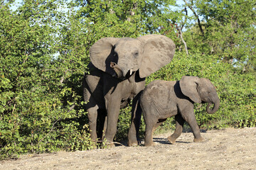 Fototapeta premium Afrikanischer Elefant / African elephant / Loxodonta africana