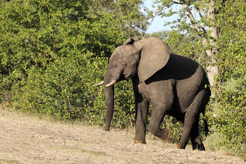 Afrikanischer Elefant / African elephant / Loxodonta africana