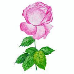 Pink rose flower on a stem with leaves hand drawn with colored pencils isolated on white background. Botanical illustration.