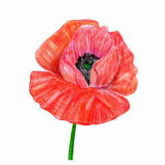 Red poppy flower on a stem hand drawn with colored pencils isolated on white background. Botanical illustration.