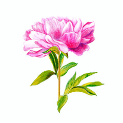 Blooming pink peony flower hand drawn with colored pencils isolated on white background. Botanical illustration.