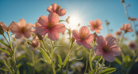 Field of delicate pink flowers with sunlight shining through, creating a natural backlight and soft focus effect, Copy Space