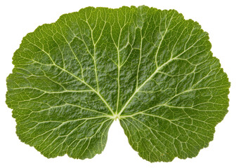 Green Leaf with Visible Veins on Transparent Background Detailed Natural Flora
