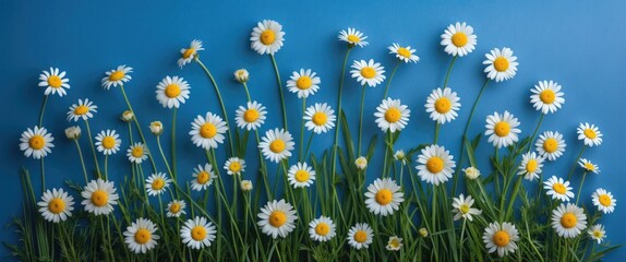 Daisies with yellow centers and green stems against a blue background with ample copy space for text placement