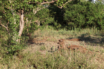 Krüger Park - Afrikanischer Busch / Kruger Park - African bush /
