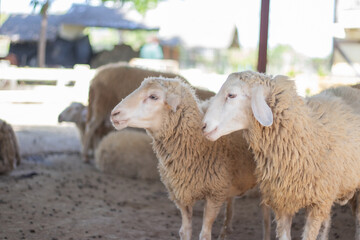 A sheep farm in Asia with cute sheep looking at the camera, with a flock of sheep in the background and little white lambs nursing their mother's milk.