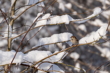 A small bird is perched on a branch covered in a thick layer of snow. The branch is bare and the snow is deep, creating a serene winter scene. The bird appears to be brown in color