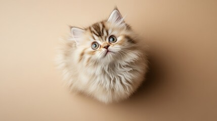 Fototapeta premium Adorable Fluffy Kitten Looking Up - A fluffy, adorable kitten looks up at the camera with big, curious eyes. Perfect for pet websites, blogs or greeting cards