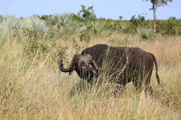 Obraz premium Kaffernbüffel / African buffalo / Syncerus caffer