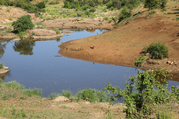 Krüger Park - Afrikanischer Busch - Mavatsani Wasserloch / Kruger Park - African bush - Mavatsani...