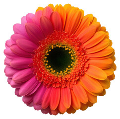 Macro Shot of a Vibrant Gerbera Flower with Half Pink and Half Orange Petals on Transparent