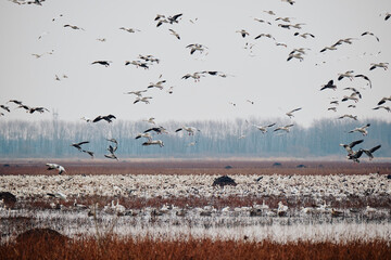 Snow goose migrating
