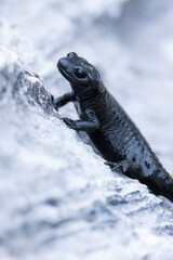 alpine salamander (Salamandra atra) is a high alpine amphibian species