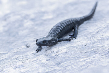 alpine salamander (Salamandra atra) is a high alpine amphibian species