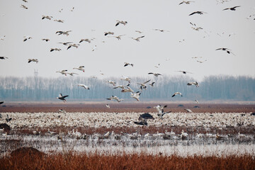 Snow goose migrating