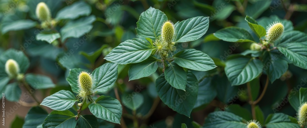 Poster close-up of green leaves with budding flower heads in a lush garden setting with soft focus backgrou